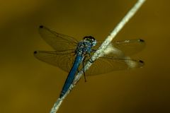 Trithemis furva