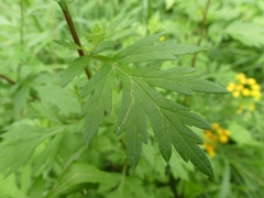 Liriomyza ptarmicae