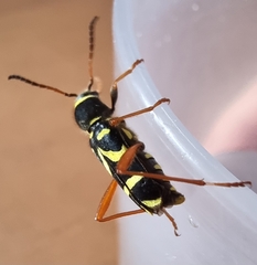 Clytus arietis