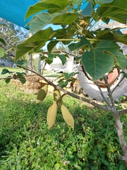 Brachychiton