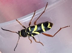Clytus arietis