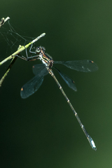 Chlorolestes tessellatus