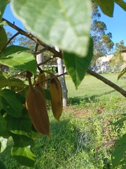 Brachychiton
