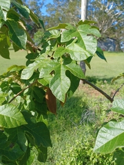 Brachychiton