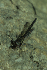 Platycypha fitzsimonsi