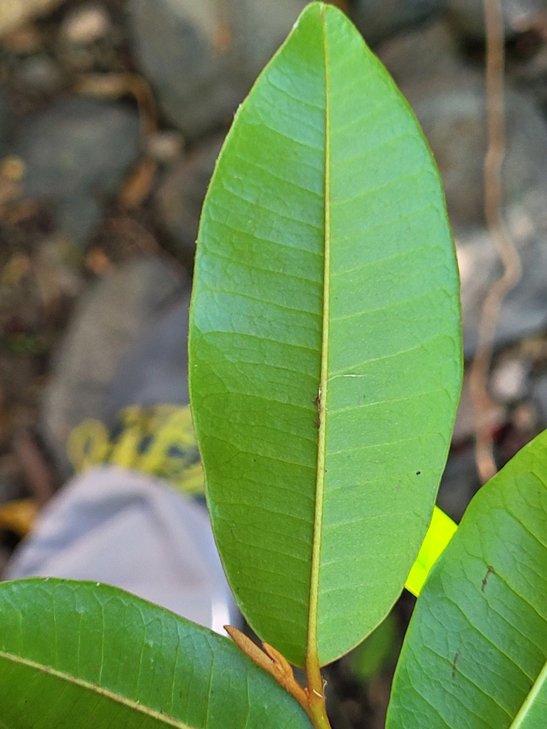 Chrysophyllum pauciflorum