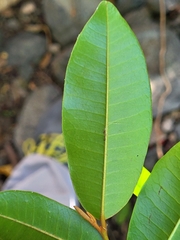 Chrysophyllum pauciflorum