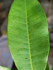 Chrysophyllum pauciflorum