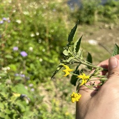 Solanum lycopersicum cerasiforme
