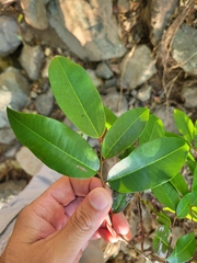 Chrysophyllum pauciflorum