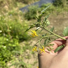 Solanum lycopersicum cerasiforme
