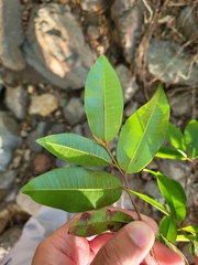 Chrysophyllum pauciflorum