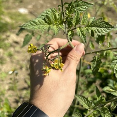 Solanum lycopersicum cerasiforme