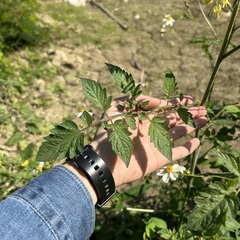 Solanum lycopersicum cerasiforme