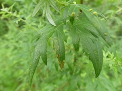 Liriomyza ptarmicae