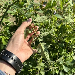 Solanum lycopersicum cerasiforme