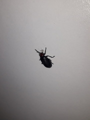 Cacoscelis nigripennis