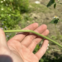 Solanum lycopersicum cerasiforme