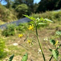 Solanum lycopersicum cerasiforme