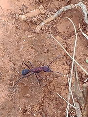 Ectatomma opaciventre