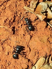Cephalotes atratus