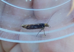 Ypsolopha ustella