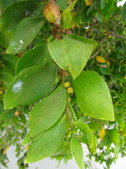 Acacia simplex