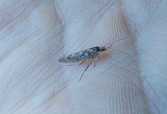 Ypsolopha ustella