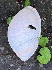 Megalobulimus oblongus