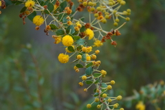 Acacia uncinata