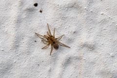 Filistatidae
