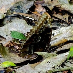 Morpho helenor octavia