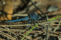 Trithemis