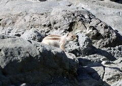 Atlantoxerus getulus