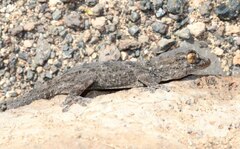 Tarentola angustimentalis