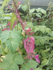 Atriplex hortensis