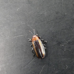 Microrhopala vittata