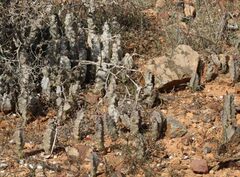 Ceropegia burchardii image