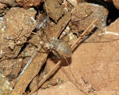 Bunochelis spinifera