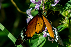 Danaus chrysippus orientis