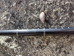 Bothriembryon kingii