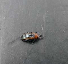 Microrhopala vittata