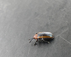 Microrhopala vittata