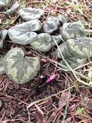 Cyclamen coum