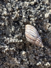 Bothriembryon kingii