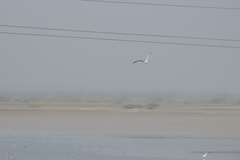 Gelochelidon nilotica