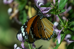 Danaus chrysippus orientis