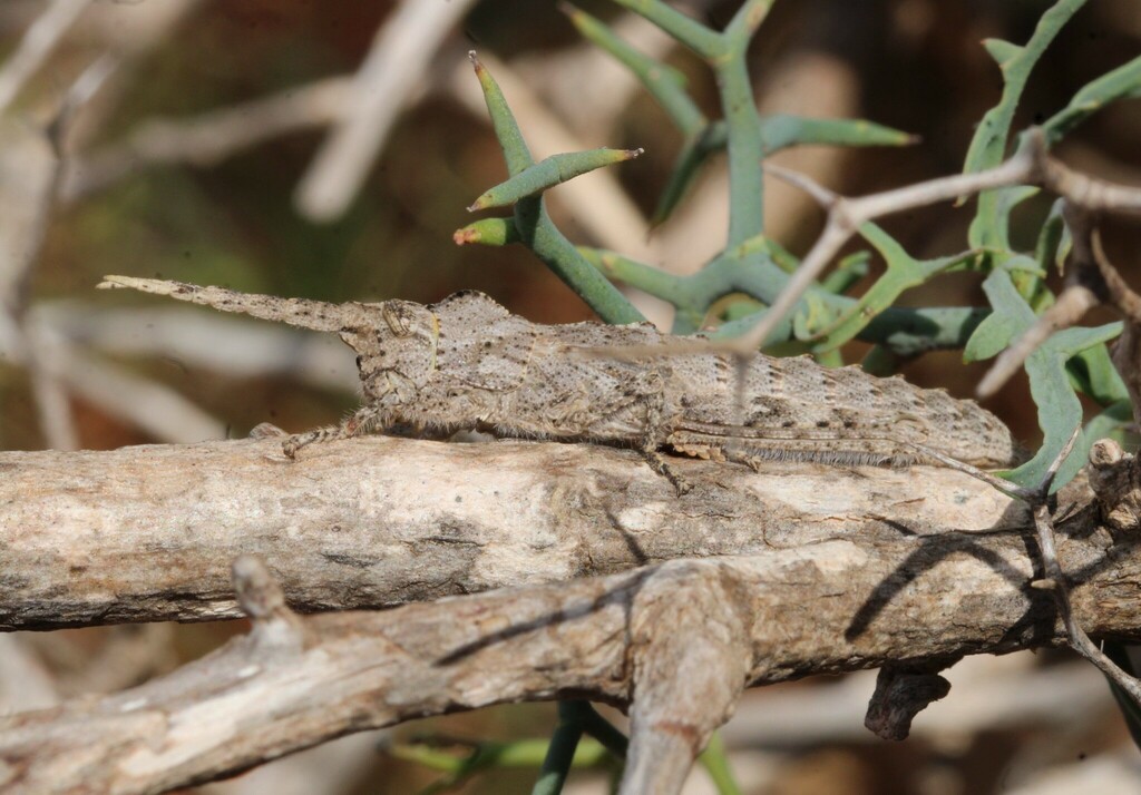 Purpurarian Stone Grasshopper
