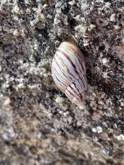 Bothriembryon kingii