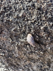 Bothriembryon kingii